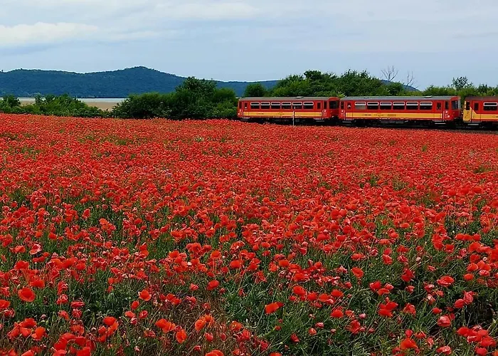 Orsolya Vendeghaz * בלטונודבארי